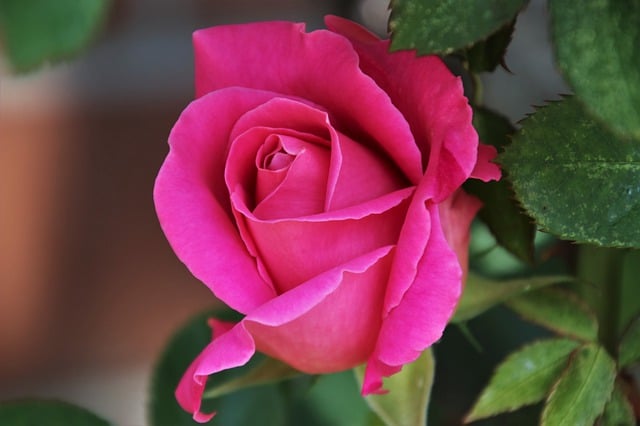 arti-bunga-mawar-pink