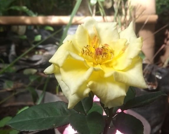 Ciri-Ciri Bunga Mawar - bunga mawar kuning