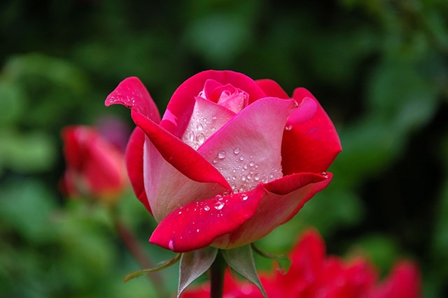 bunga mawar untuk kecantikan