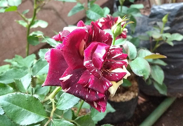 manfaat bunga mawar merah
