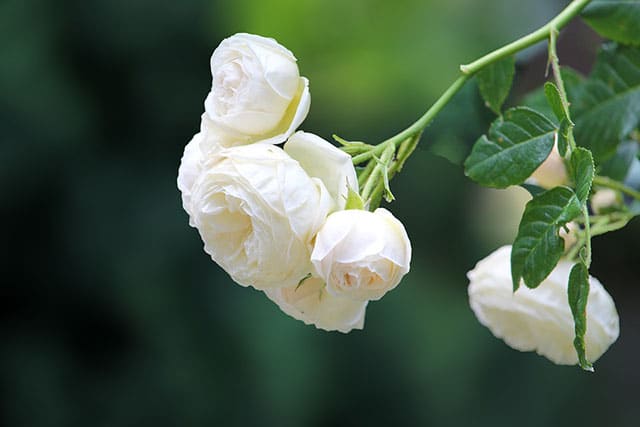 mawar mega putih