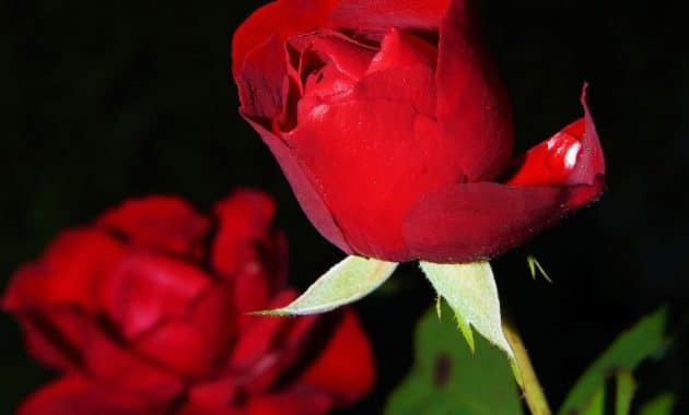 apa saja ciri ciri bunga mawar