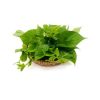Daun Ubi