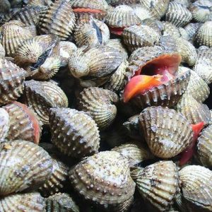 Kerang